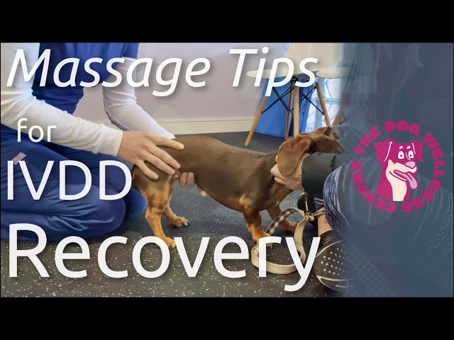 Massage tips for IVDD recovery
