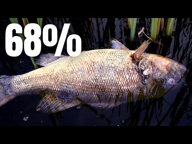 Bass TOURNAMENT Mortality (This Might Shock You)