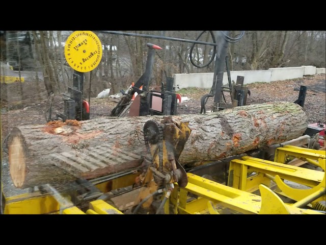 sawing pine