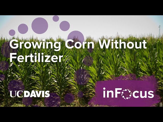 Can We Grow One of the World’s Largest Food Crops Without Fertilizer?