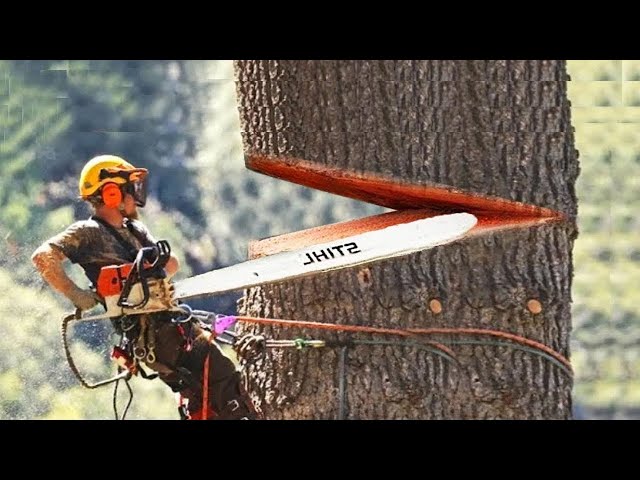 Amazing Fastest Big Tree Felling Chainsaw Skills - Incredible Modern Wood Tree Cutting Machines