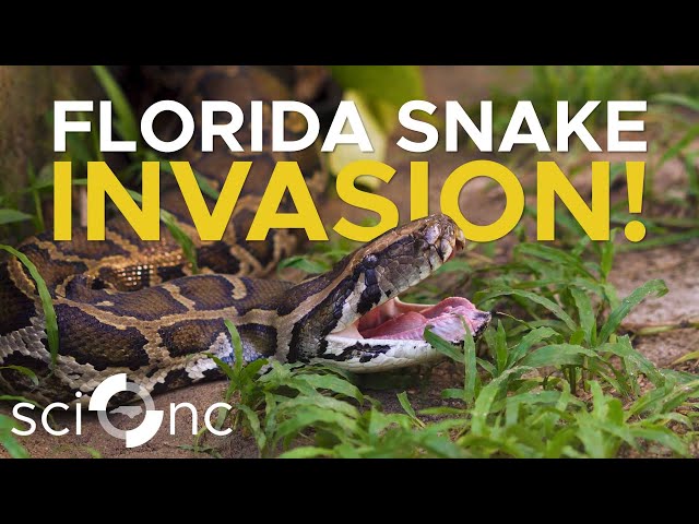 Invasive pythons have nearly eradicated small mammals in the Florida Keys
