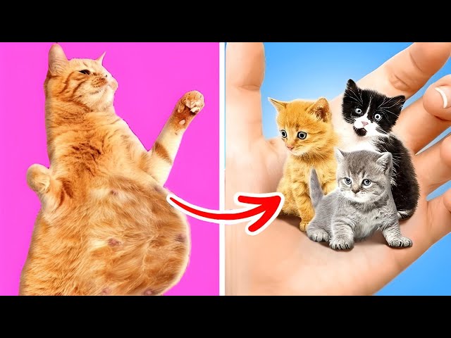 I Found And Save Pregnant Cat 😿 *Extreme Pets Rescue*