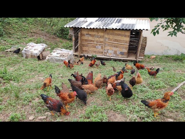 episode 7 ||  Build a chicken coop to raise chickens
