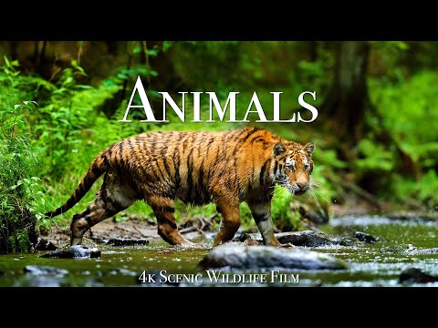 World of Animals 4K - Scenic Wildlife Film With Calming Music