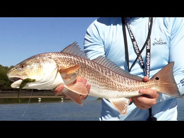 How To Catch Winter Redfish & Trout Between Cold Fronts (Best Spots, Lures, & More)