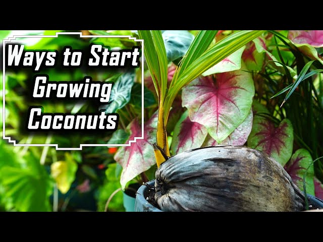 How to Grow Coconut Tree