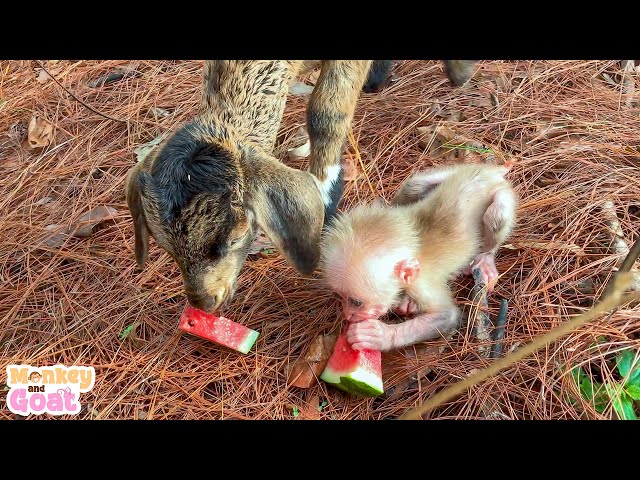 How to train baby monkey | Cute Monkey and Goat