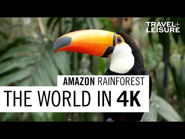 Amazon Rainforest | The World in 4K | Travel + Leisure