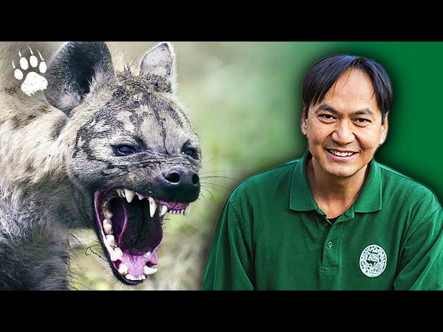 The Waterberg Hyena - Norin's Ark - Full documentary - AMP