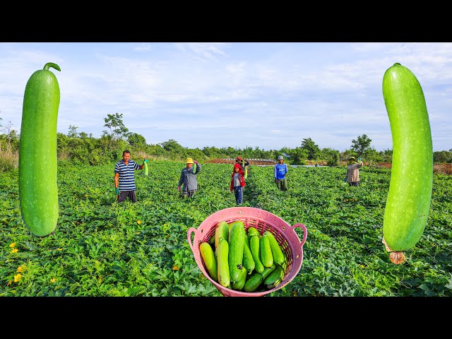 Growing and Harvesting Bottle Gourd in My Village - Easy Method for Bottle Gourd Growing From Seed