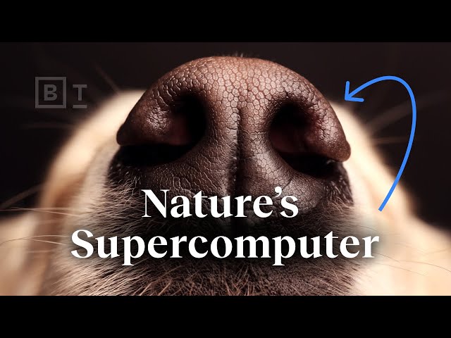Nature’s supercomputer lives on your dog | Ed Yong