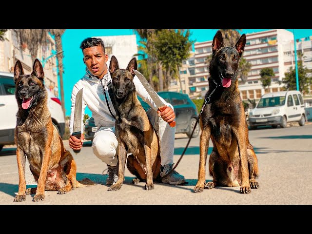 فيلم قصير : أصغر مربي الكلاب ضد عصابة خطيرة (حرب العصابات)
