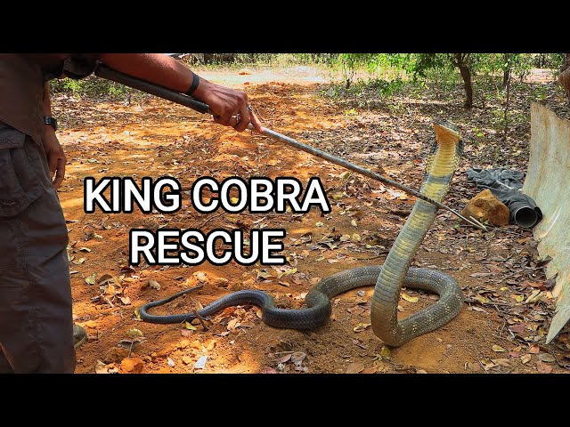 Rescue of a big deadly venomous King cobra by Ajay Giri in India