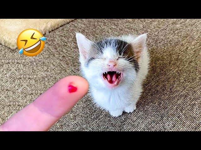 Try Not To Laugh 😍 Funniest Cats and Dogs 2024 😹🐶 Part 25