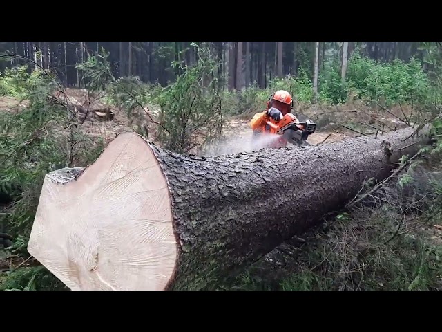 Chainsaw Husqvarna 560XP II VS BIG TREE , Garden and Forest