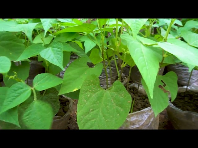 New gardening method | How to grow green bean in plastic bags for high yield