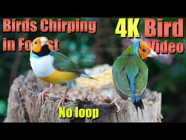 Watch with your pet! 6 HRS of Magnificent Birds for Separation Anxiety with Birds Chirping. No Loop!