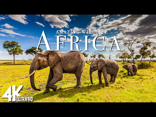 Amazing Wildlife Of Africa in 4k  - Scenic Relaxation Film With Calming Music -  4K Video Ultra HD