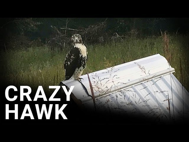 Red-tailed hawk attacks chickens in a chicken tractor!