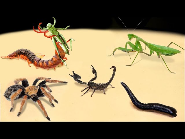 TOP 10 BEST BRUTAL FEEDING OF INSECTS. MYSTERIOUS INSECTS (MATNIS, SCORPION, LEECH, CENTIPEDE, ANTS)
