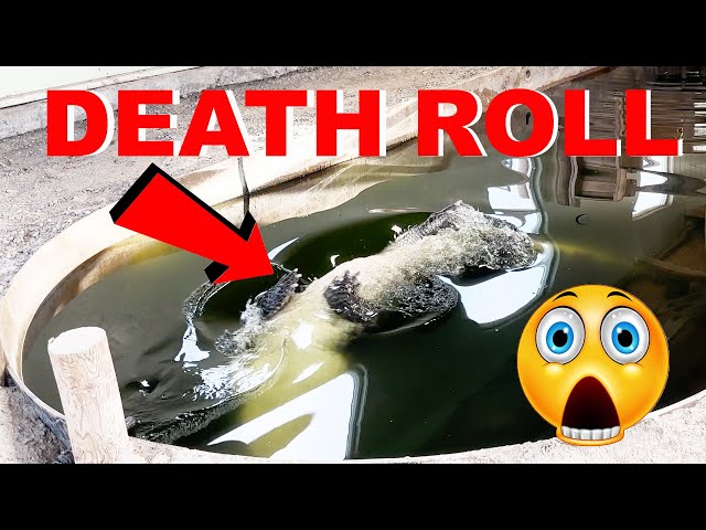 Alligator Death Rolls Turkey!!!