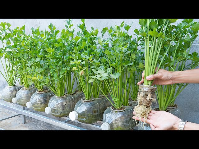 The idea of ​​​​growing cheap hydroponic celery in recycled plastic bottles for high yield