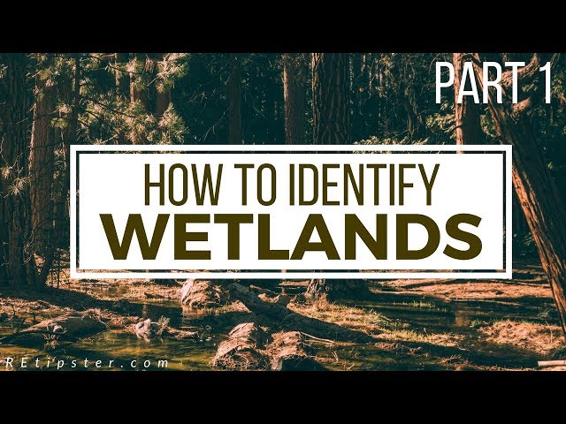 How to Identify (and Avoid) Wetlands - Part 1