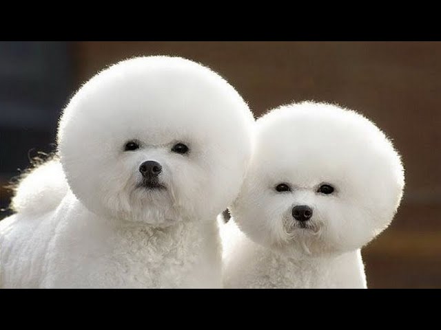Cute And Funny Dogs Going To The Hairdresser