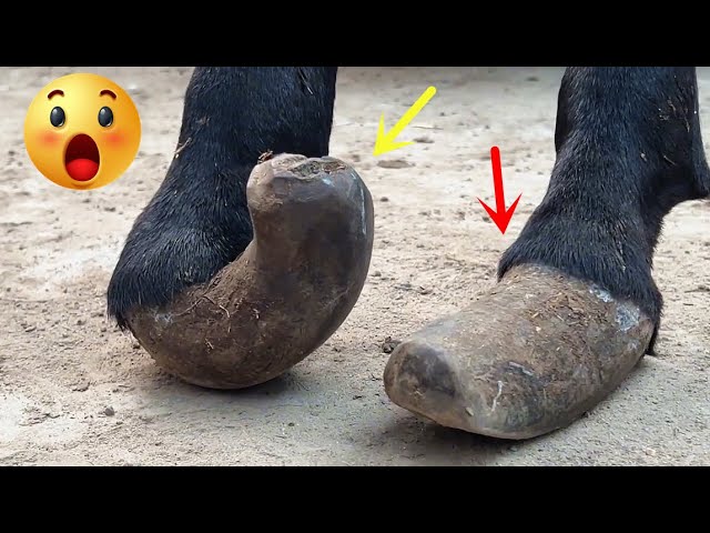 These are the two severely deformed front hooves of a donkey. How painful it is!