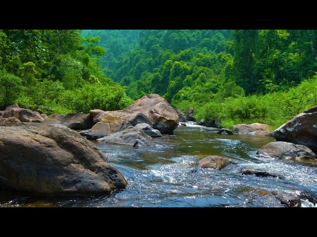 River sounds, birds singing Relaxation - Peaceful forest river - 3 hours long.