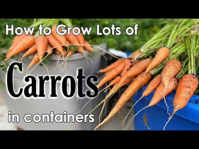 How to Grow Carrots in Containers 🥕🥕🥕- from Seed to Harvest