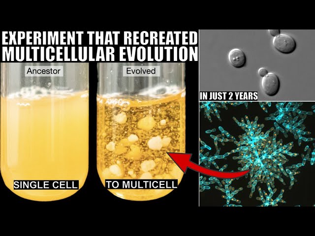 Mind-blowing Experiment Evolved Multicellular Life In Just 600 days