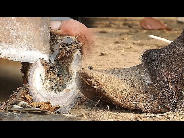 Rescue the donkey ignored by the owner (horror donkey hoof)