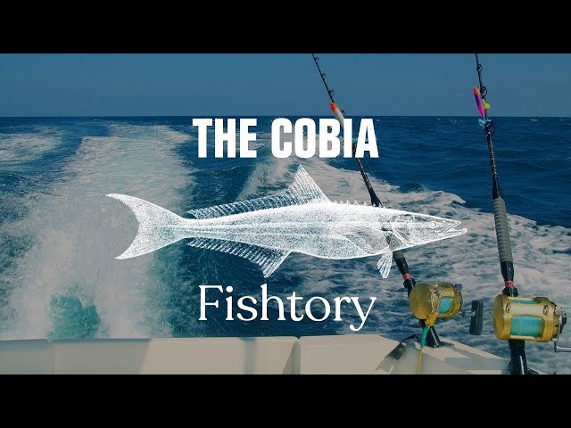 Catching Cobia: Everything You Need To Know | Fishtory