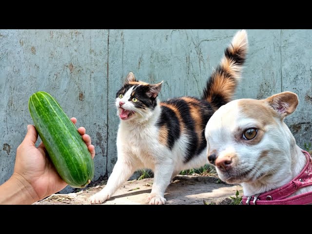 Funny ANIMALS videos😘 Funniest Cats and Dogs 2024 😹🐶#3