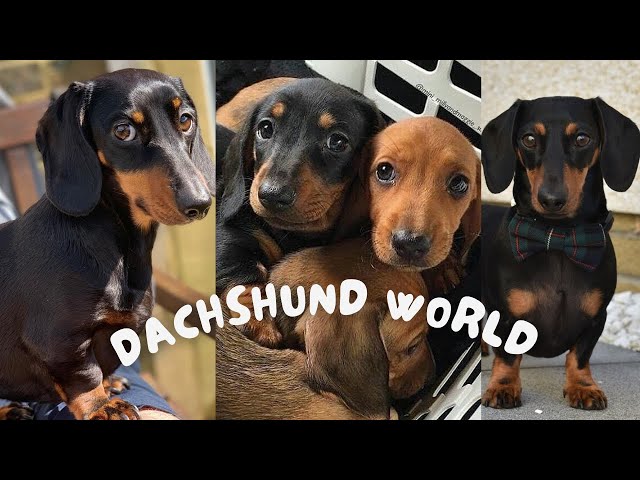 The Best Dog Video Compilation  Funniest Runaway Weiner puppies teckel Bossotto perro salchicha