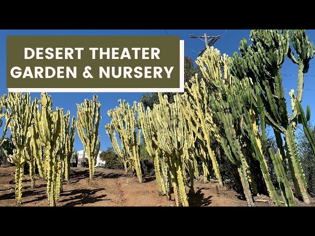 Desert Theater Garden & Nursery (Big, Tall and Majestic Succulents!) | Garden Tour/ #cactus