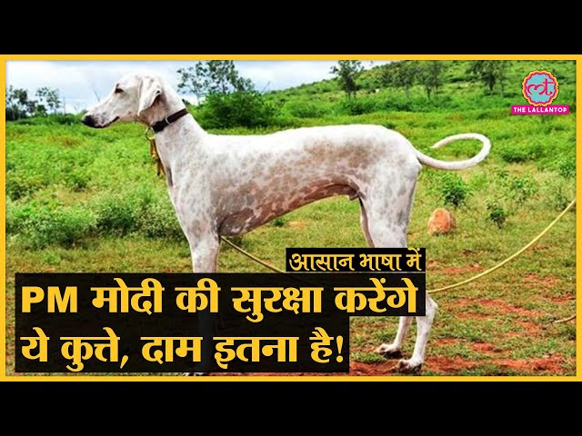 PM Modi Security में लगने वाले Maratha Hounds dogs की ये बातें जान आप भौचक्के रह जाएंगे!