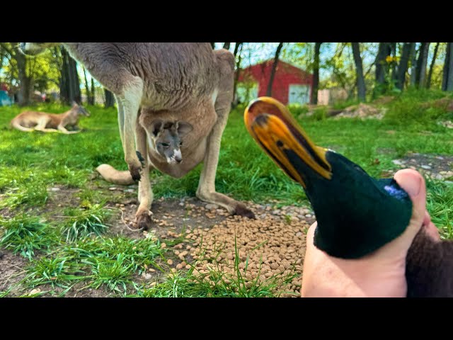How to Catch and Cook Baby Kangaroo (full tutorial)