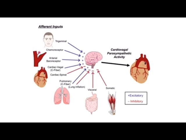 Vascular physiology || ultra crash || Dr.Ameen