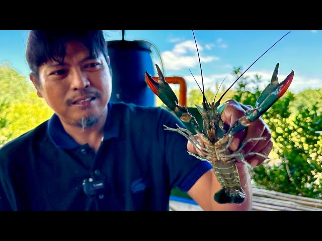 Crayfish Farming: 3,500 per Kilo / 1M Potential Kita Monthly. Kikitain mo rin yan sa Backyard mo!