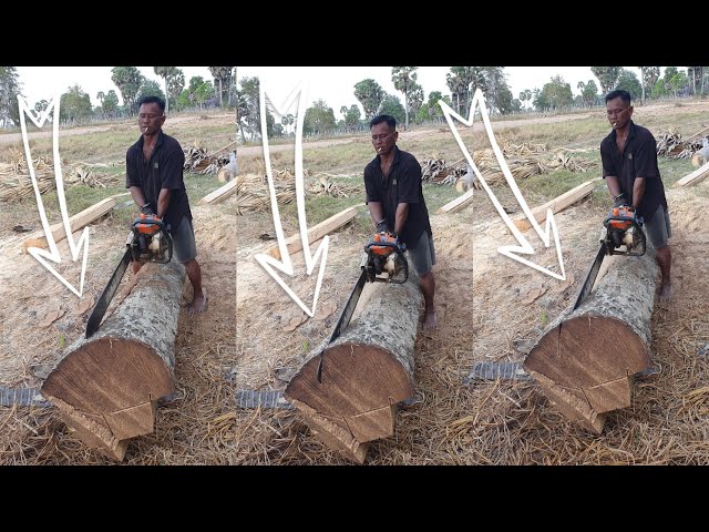 Equipment Machinery Tree Cutting STIHL Chainsaw VS Palm Tree