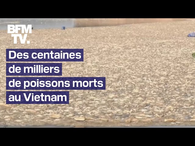 Dans le sud du Vietnam, près de deux cents tonnes de cadavres de poissons flottent dans un réservoir
