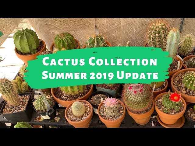 Cactus Collection Summer 2019 Update (Cactus and Succulents)