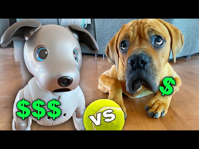 $3,000 vs $300 Dog Challenge! (Blind Dog reacts to Robot Dog)