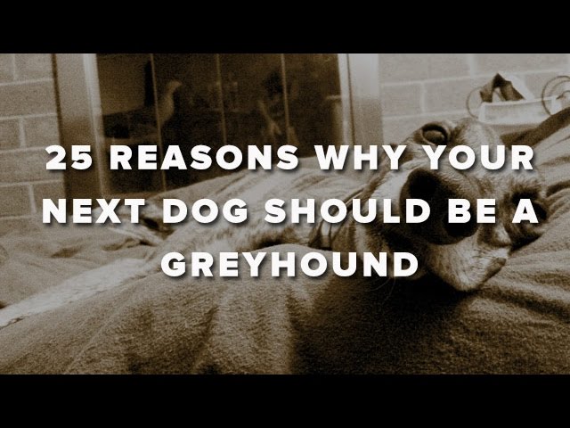 25 Reasons Why Your Next Dog Should Be A Greyhound