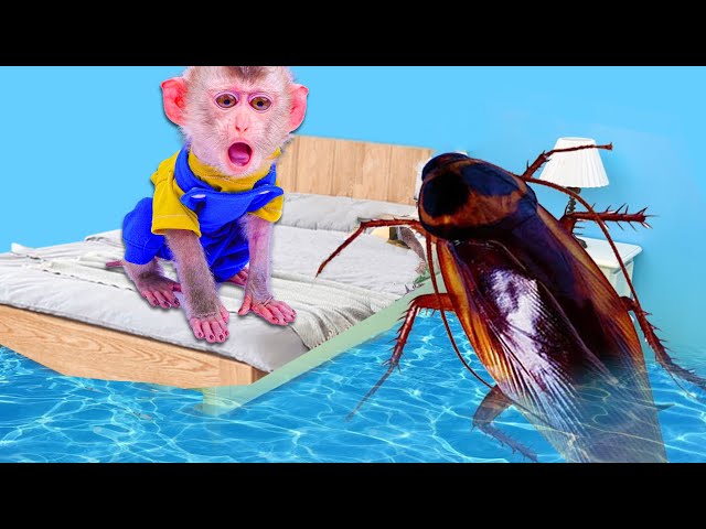 Monkey Baby BiBi went to harvest eggs and dreamed of cockroaches |Animai Smart BiBi