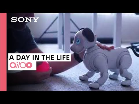 A Day in the Life with aibo | Sony & iPhonedo