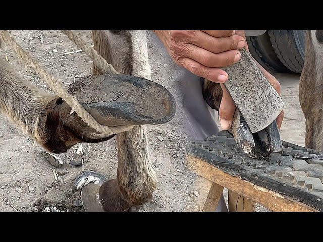 Rescue Donkey with Overgrown Hooves🐎Satisfying Donkey Hoof TRIMMING-RELAX &6